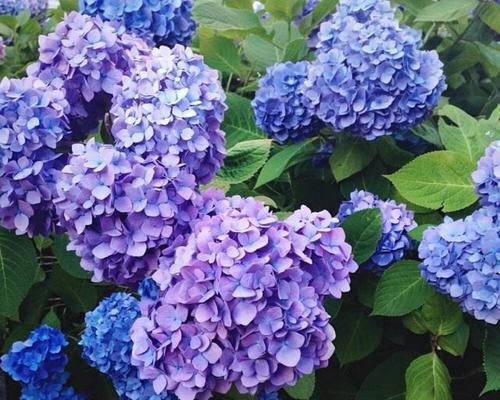 绣球花的花语与象征（从传说中的爱情故事到文化的代表，探究绣球花的世界）