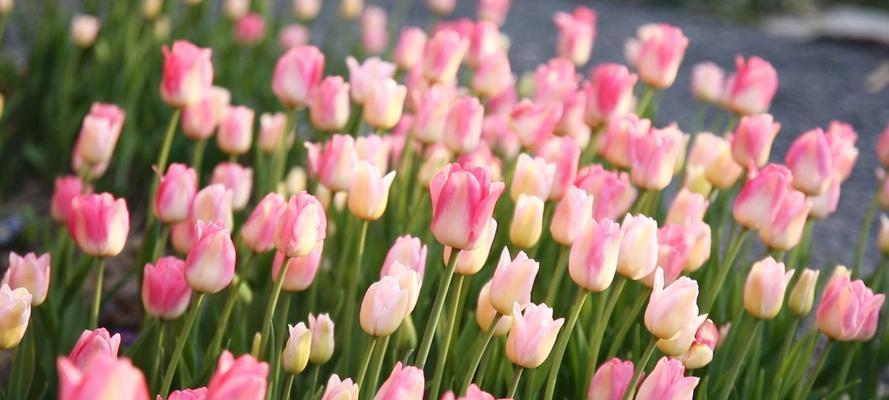 探寻郁金香的花语与象征意义（解读郁金香所代表的情感、寓意及文化内涵）