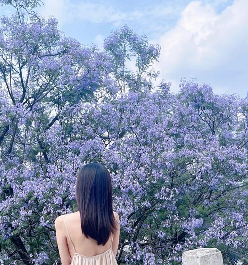 蓝楹树花语解析（蓝楹树花语的含义和象征）