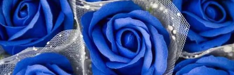 冰蓝色玫瑰的花语（探究花语背后的意义）