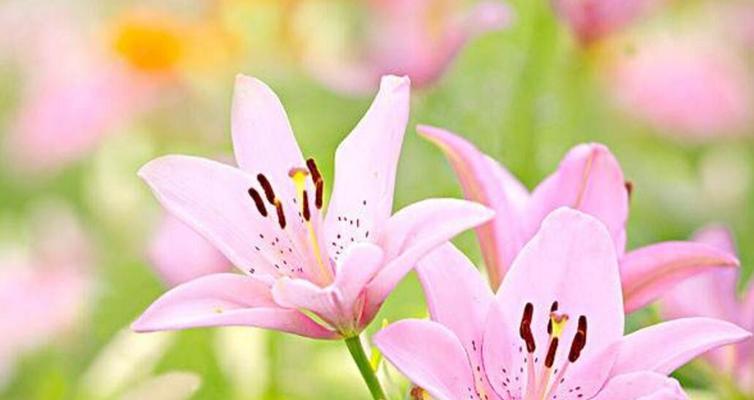 百合花香水的花语与寓意（探寻百合花的美丽内涵）