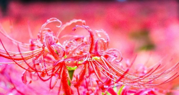 探秘彼岸花的寓意与传说（解读彼岸花的深层含义及其在文化传承中的地位）