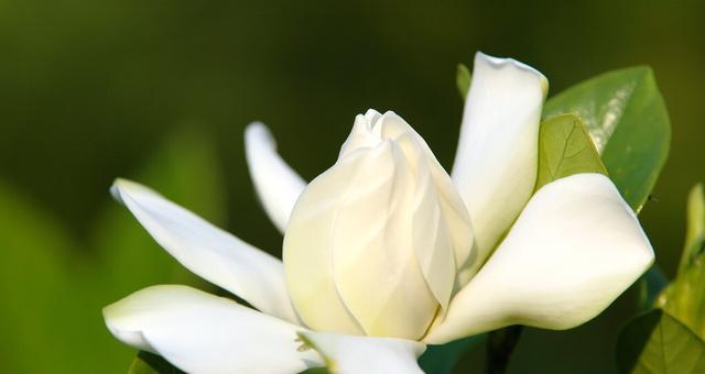 栀子花的花语（揭秘栀子花的真正含义）