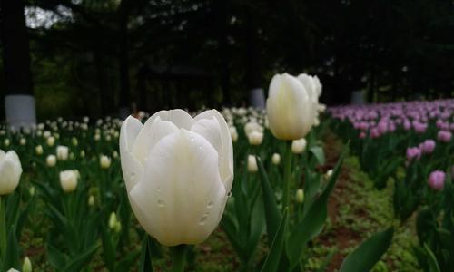 黑色郁金香——忧郁的代表花（唤起内心深处的忧伤情感，让心灵得到净化与慰藉）