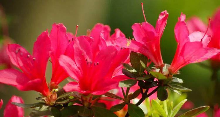 杜鹃花语之美（领略美丽的花开，读懂杜鹃的内涵）