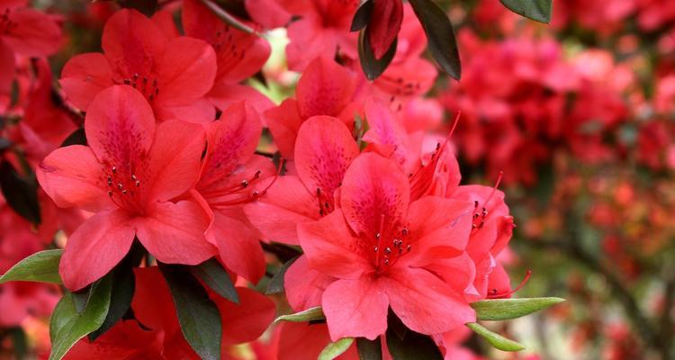 杜鹃花语之美（领略美丽的花开，读懂杜鹃的内涵）