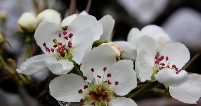 梨花的花语及象征意义（探寻梨花背后的文化内涵）