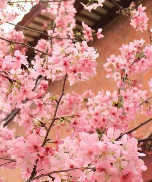 赏樱之美——探究冬樱花、重瓣樱花与樱花草的花语（冬日梦幻，花开飘香——领略樱花的多彩魅力）