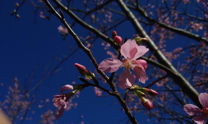 赏樱之美——探究冬樱花、重瓣樱花与樱花草的花语（冬日梦幻，花开飘香——领略樱花的多彩魅力）