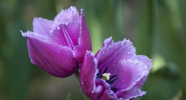 金蝉花，那一份别样的坚韧（探寻金蝉花的花语及其象征意义）