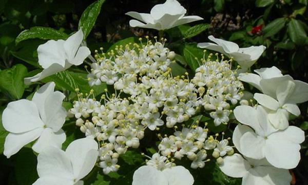 金蝉花，那一份别样的坚韧（探寻金蝉花的花语及其象征意义）