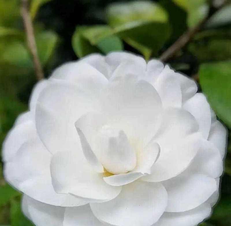 白茶花的花语（探寻白茶花的意义与象征）
