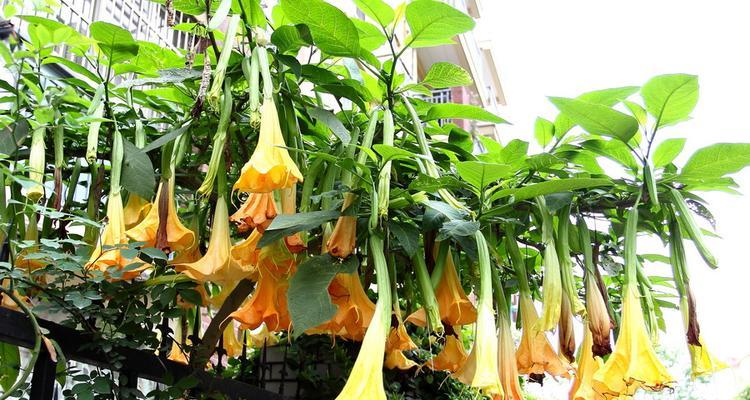 曼陀罗花语（探究曼陀罗花的神秘与美丽）