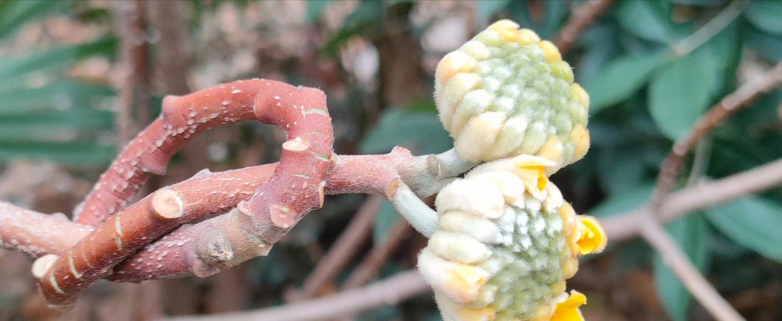 结香花花语——祝福与感恩的象征（结香花的寓意和文化内涵）