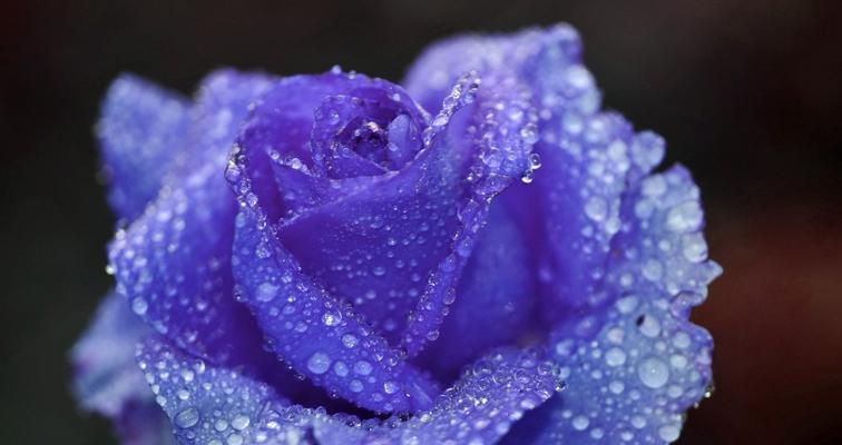蓝色玫瑰花的象征意义（诠释这种特殊玫瑰花的神秘之美）