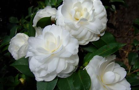 山茶花白色花语（探索山茶花白色的深层内涵）