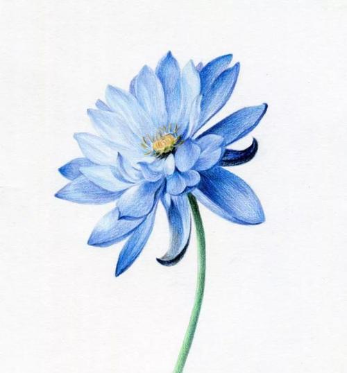 探秘蓝莲花的花语（解读蓝莲花的象征意义，一窥其神秘面纱）