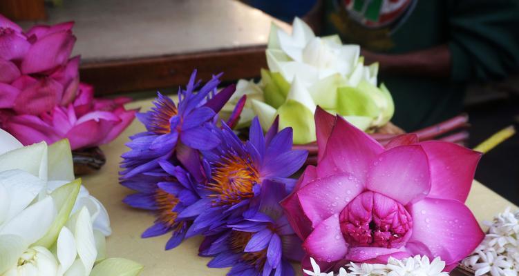 探秘蓝莲花的花语（解读蓝莲花的象征意义，一窥其神秘面纱）