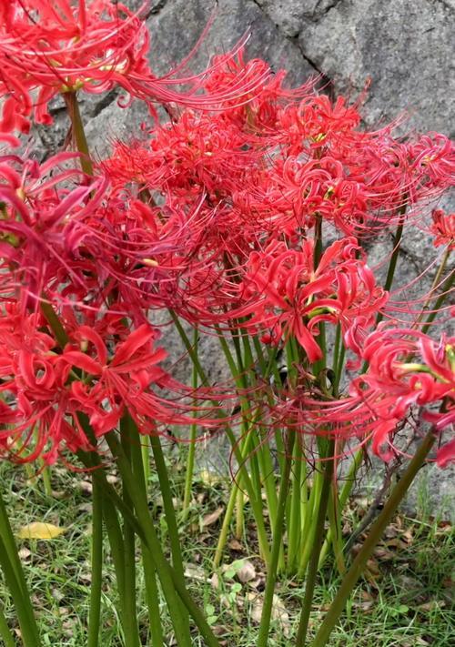 曼珠沙华——花开山上，传说中的轮回之花（唤醒人类灵魂的花语，让心灵感受轮回的奇妙）