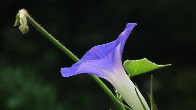 牵牛花——传说中的爱情信物（探析牵牛花的花语和传说）