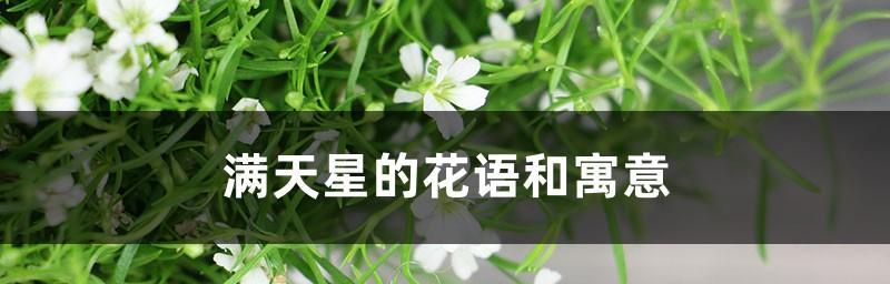 满天星花语与寓意（探寻满天星的神秘魅力）