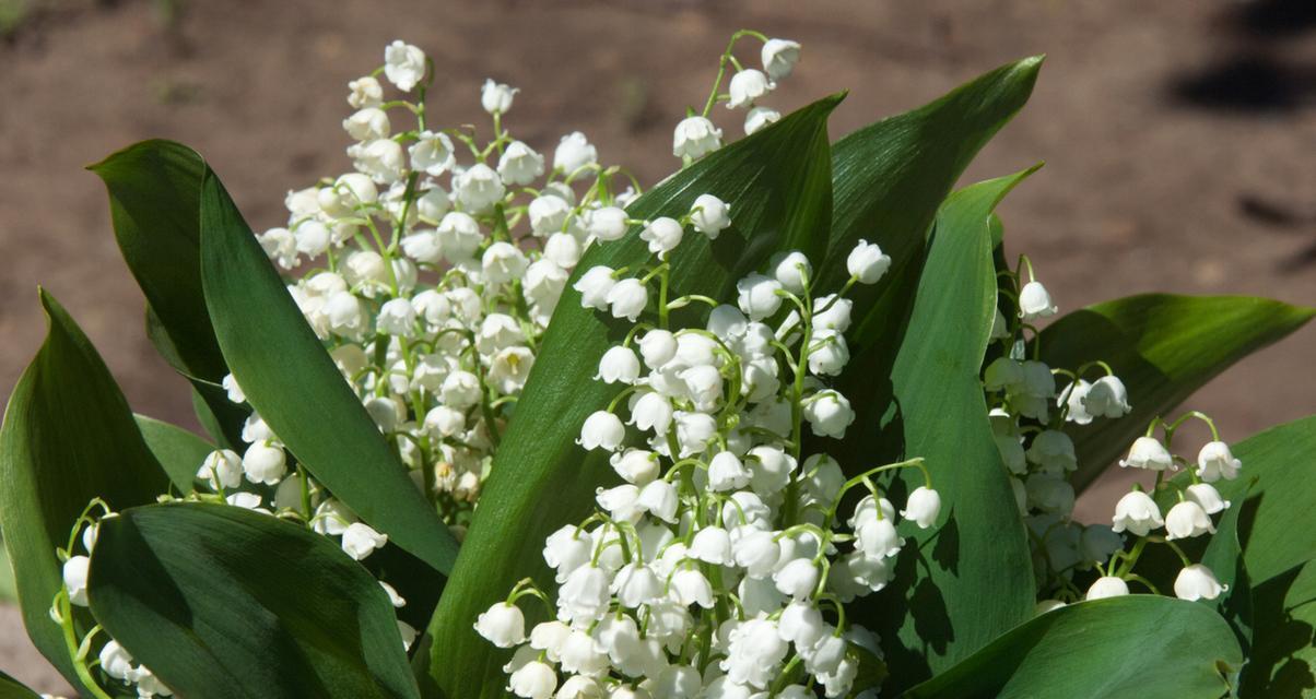 铃兰花语之淡泊（淡泊名花——解读铃兰的花语）