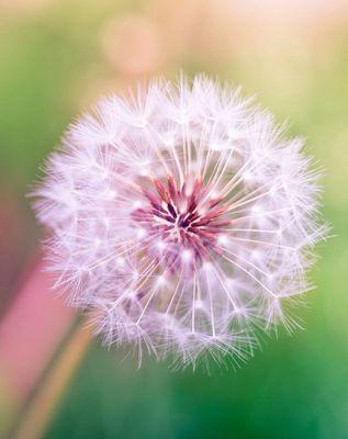 蒲公英花语与寓意（探秘蒲公英的花语、象征与文化内涵）