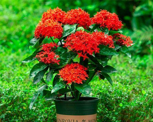 龙船花——打造清新花海的不二之选（打造花海，从龙船花开始；龙船花好养吗？如何养护？）
