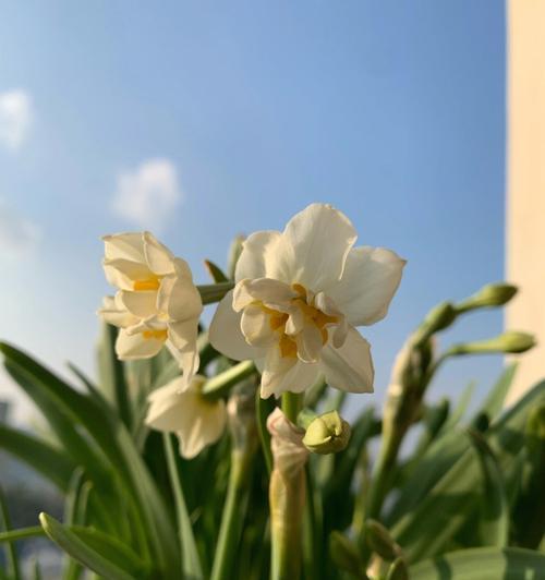 解决冬季水仙疯长不开花的问题（促花妙招，让水仙绽放美丽）