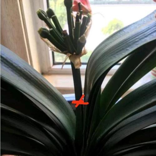 君子兰开花后的茎的处理方法（如何妥善处理君子兰的开花茎）