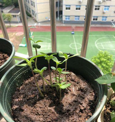 太阳花种子的种植技巧（从选择、播种到成长，全方位指导太阳花的种植过程）