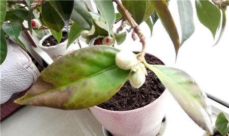 茶花为什么叶子会下卷（分析茶花叶子下卷的原因及解决方法）