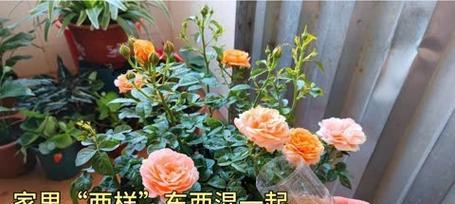 啤酒与花园——适合浇什么花？（花园爱好者必读！啤酒不仅仅是畅饮，还能为你的花儿添彩）