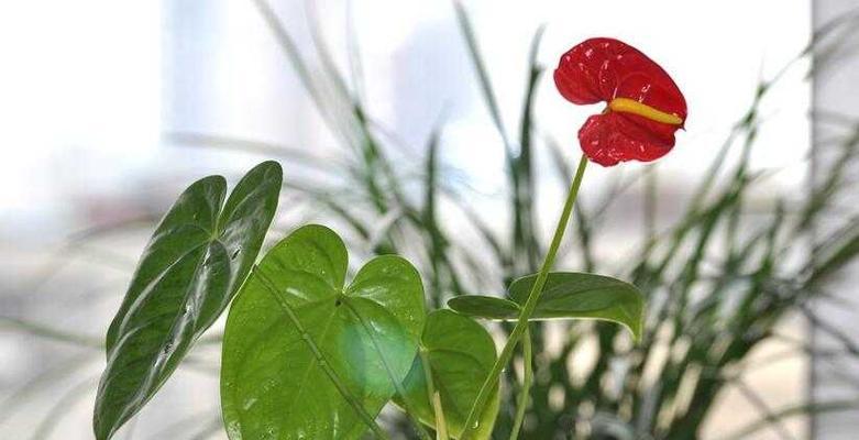 红掌浇水的正确方法（让红掌健康成长的秘诀）