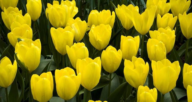 金色郁金香的养殖方法（打造属于自己的花海，赏花无限）