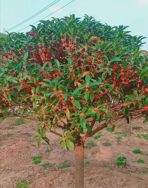 如何种植桂花（桂花种植的时间、环境、工具和方法）