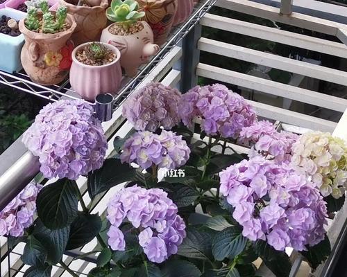 绣球花养护攻略（细说绣球花的养殖技巧，让你轻松做个花艺达人）