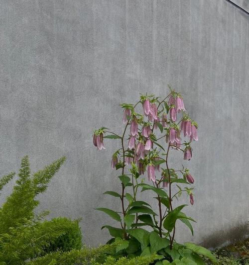 紫斑风铃草的开花时期（探究紫斑风铃草的花期及生长习性）