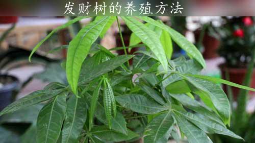 发财树栽培指南（打造居家绿色助财神，这些技巧不容错过！）