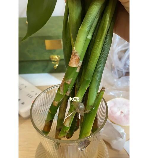 揭秘富贵竹不生根原因（浅析富贵竹栽培中常见的问题及解决方案）