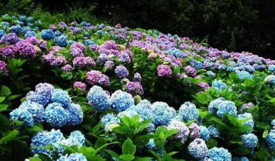 绣球花的种植方法（从选种到养护全方位指南，轻松打造美丽花园）
