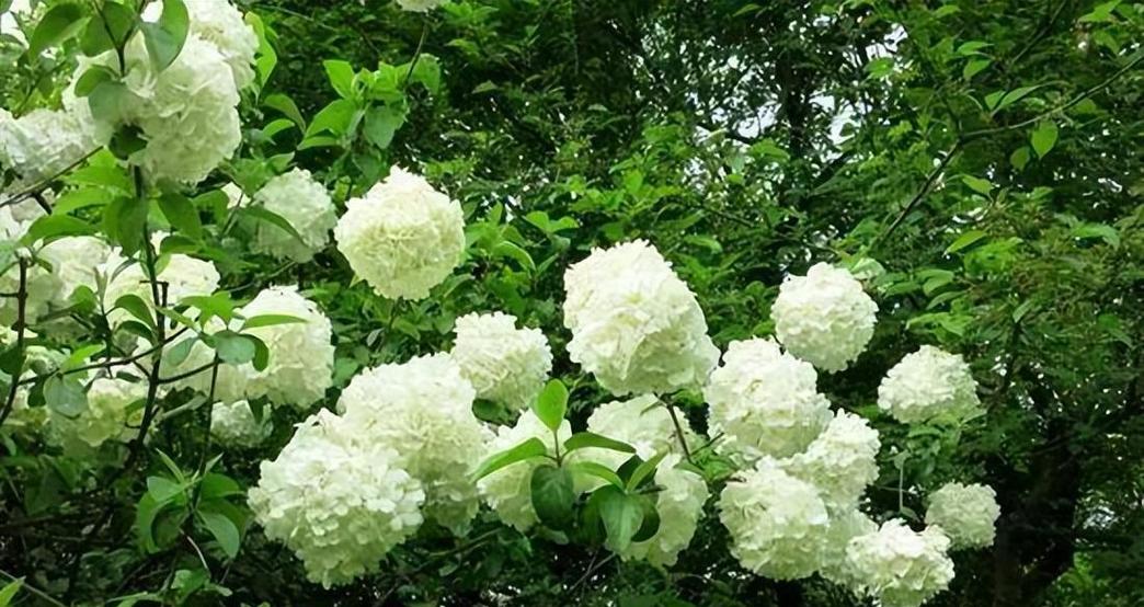 绣球花的种植方法（从选种到养护全方位指南，轻松打造美丽花园）