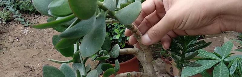 玉树嫁接天竺葵的技巧与方法（如何在玉树上嫁接天竺葵，让花园更加美丽）