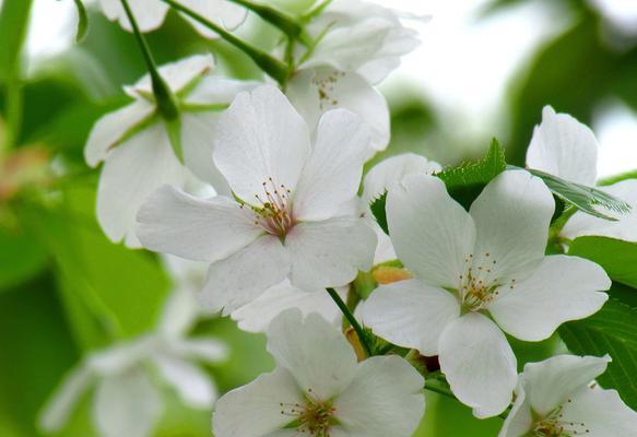 春天的花朵——缤纷绽放（探寻春天的花海，领略大自然的美丽）