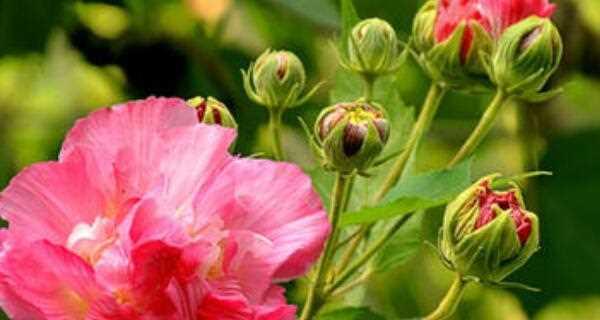 芙蓉养殖方法详解（以种植为主，合理施肥、防治病虫害同步进行）
