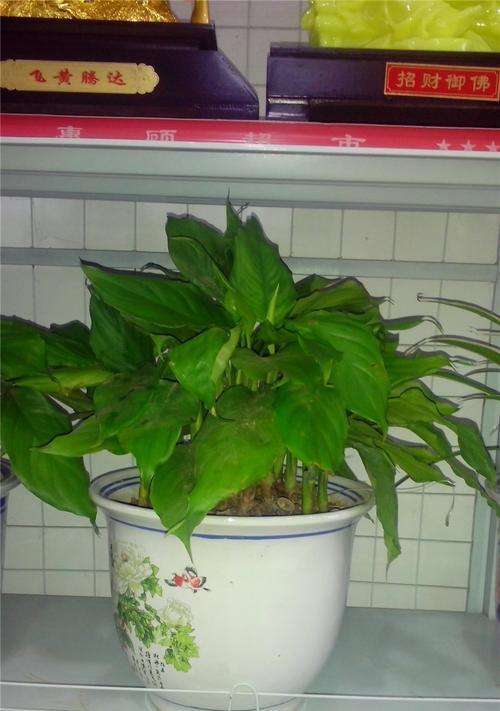 家庭养殖广东万年青的技巧（打造绿色家居，享受健康生活）