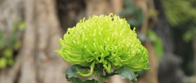 绿色康乃馨的花语（深意藏于绿意之间，康乃馨的神秘花语）