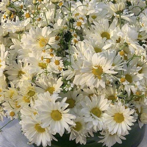 春日之花——雏菊的象征意义（从花语到文化符号，探究雏菊在人们心中的意义）