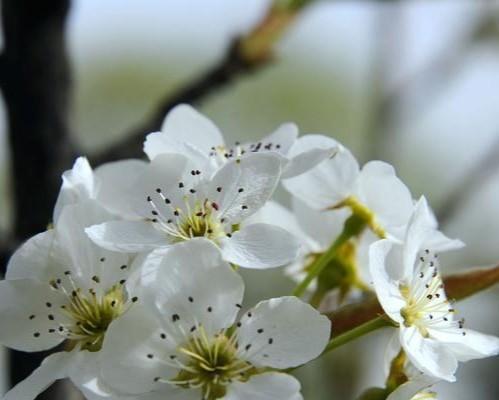 探寻梨花花语（解读美丽花语，品味自然之美）