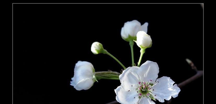 探寻梨花花语（解读美丽花语，品味自然之美）